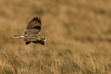   Short-eared Owl (Asio flammeus flammeus)